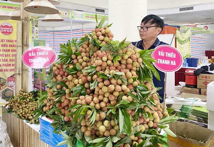 Thanh Ha lychees popularized in Ha Noi from Jun 17 – 19